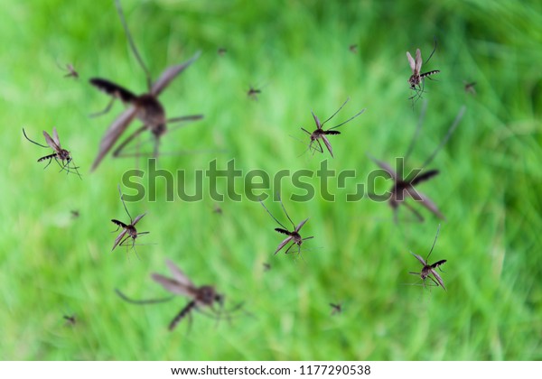 多くの蚊が緑の草原を飛ぶ の写真素材 今すぐ編集