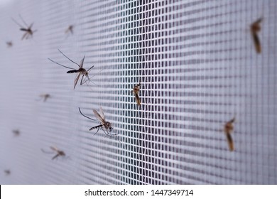 many mosquitoes on insect net wire screen close up on house window