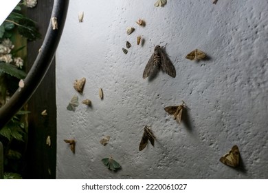 many moths on a white wall of a house near a later in the night - Shutterstock ID 2220061027