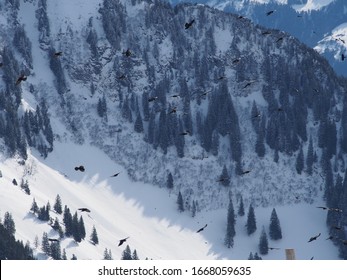 Many Mountain Ravens and Crows flying in front of idylic snowy mountain scenery