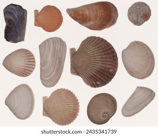 Many multicolored seashells in a plain white background