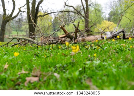 Many multicolored small yellow flowers surrounded by fresh green grass. Tree branches in background. Spring mood. 