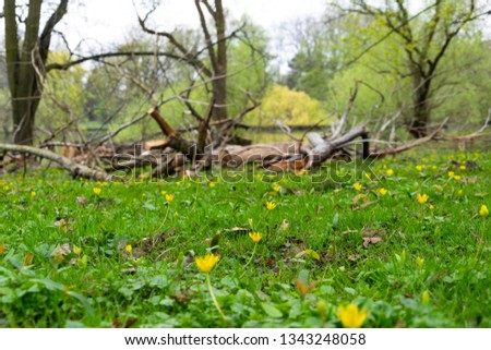 Many multicolored small yellow flowers surrounded by fresh green grass. Tree branches in background. Spring mood. 