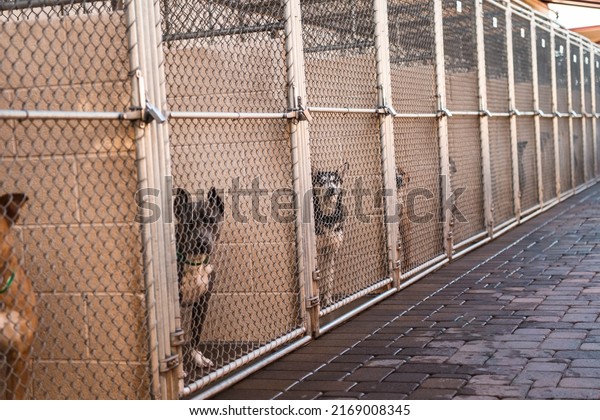 Many
Multiple Dogs in Animal Shelter Kennels Cages Overcrowded Rescue
Shelter Adoptable Dogs Waiting to be Rescued or Adopted Watching
inside Looking at Camera Begging Pleading for
Help