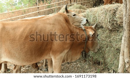 Many native cows are eating food.