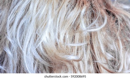 Hairy Blonde Close Up Hairy Blonde Close Up