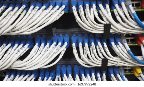 Many Of Network Cables Connect To Switches Organized Cable Blue Plug