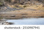 many nile crocodiles resting on the river bank