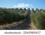 Many olive trees with ripe black olives growing on plantations in rows in Andalusia near Cordoba, Spain, olive oil production