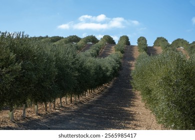 Many olive trees with ripe black olives growing on plantations in rows in Andalusia near Cordoba, Spain, olive oil production