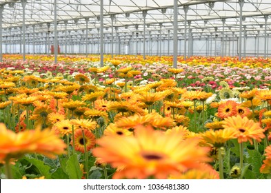Many orange Gerbera flowers in a greenhouse. Production and cultivation flowers by Florineve in Montijo. Immense Gerbera plantation. - Shutterstock ID 1036481380