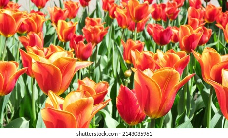 Many Orange Tulips Sway In The Wind In An Open Space In The Park. Concept Of A Greeting Card For Valentines Day, Mothers Day, International Womens Day, Flower Delivery. 