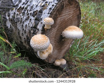 Many original mushrooms on a lying dead tree trunk