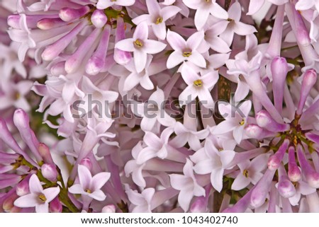 Many pale flowers of the dwarf Korean lilac (Syringa pubescens subspecies patula) cultivar Miss Kim fill the frame