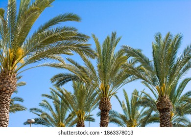 Many Palm Tree Tops As A Part Of City Beatification At Briht Daylight