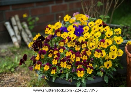 Many pansies in a pot