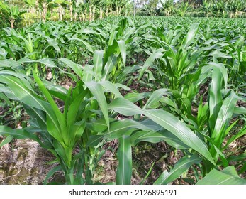 Many People Cultivate Corn Because It Tastes Good And Corn Contains Good Carbohydrates For Our Nutrition.