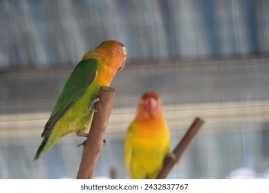 Many people like love birds because of the beauty of these birds. workers who have many colors and one of them is green and yellow. workers who have a name as a symbol of affection