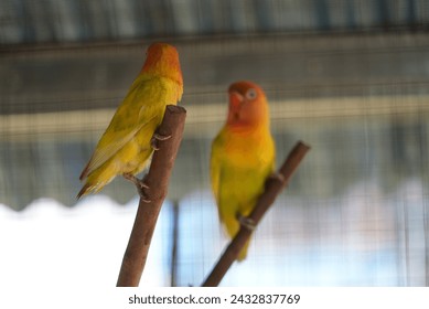 Many people like love birds because of the beauty of these birds. workers who have many colors and one of them is green and yellow. workers who have a name as a symbol of affection