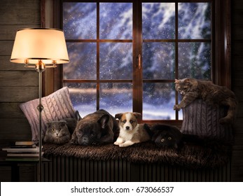 Many Pets On A Cozy Windowsill. Outside, The Winter Snow. Dog And Cat Lie Together. Shining Lamp, Evening