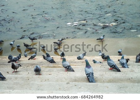 Similar – Image, Stock Photo romantic walk!!! Pigeon