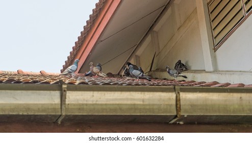 Many Pigeon on roof house - Powered by Shutterstock