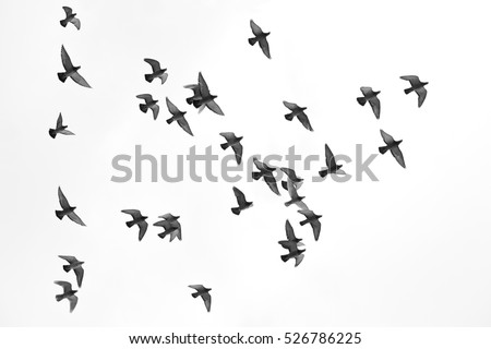Many pigeons birds flying in the sky. Black and white