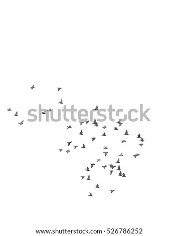 Similar – Foto Bild Vogelzug Vogelschwarm