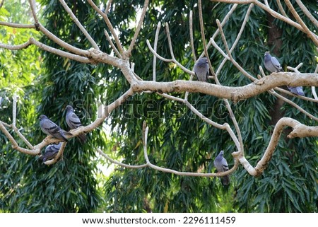Many pigeons cling to the branches in the temple area.