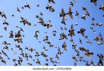 69,949 Pigeons in flight Images, Stock Photos & Vectors | Shutterstock