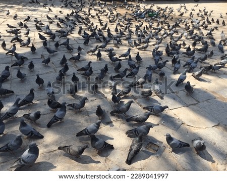 many pigeons on the ground pigeon birds eating seeds.athmandu,pokhara,apr12023