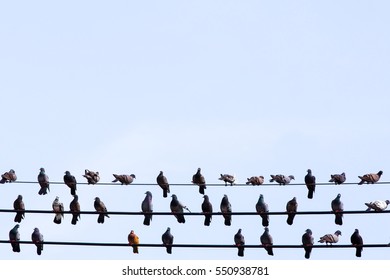 Many pigeons resting on the cable with blue sky.