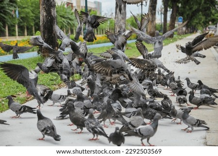 Many pigeons scramble for food.