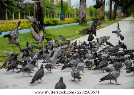 Many pigeons scramble for food.