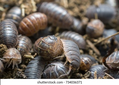 Many pill bugs on dry cow dung