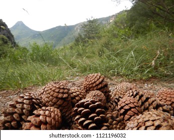 Many pine cones on a path in the mountains