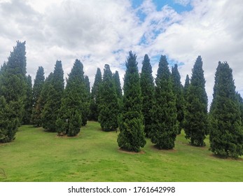 Many pine in the park.