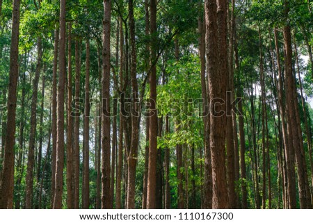 Similar – Image, Stock Photo Many pine trees in the park. Sorted neatly.