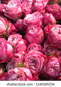 many pink roses close up