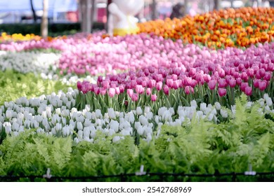 Many pink white orange tulips field flowers blooming with water drops in the morning garden sunshine  background - Powered by Shutterstock