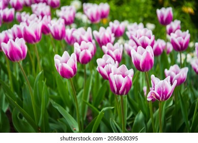 Many pink white tulips in the park in Kosice during spring. Spring blossom