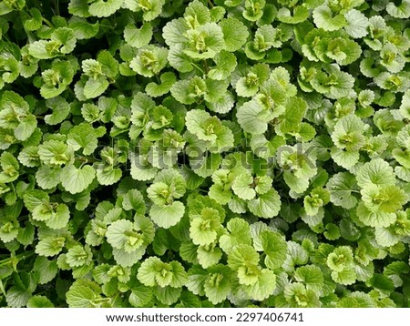Many plants of ground ivy  (Glechoma hederacea, creeping charlie, hen-and-chicken, tunhoof, catsfoot, field balm, alehoof, ground-ivy) with curved green leaves in spring. Top close-up (macro) view