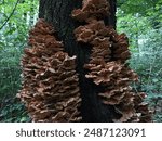 Many poisonous mushrooms grow on tree trunks in the forest. Poisonous mushrooms and textures with them. Beautiful summer landscapes