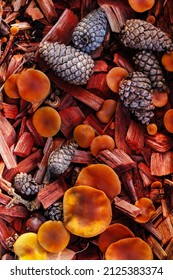 Many Poisonous Red Mushrooms And Pine Cones In The Forest View From Above