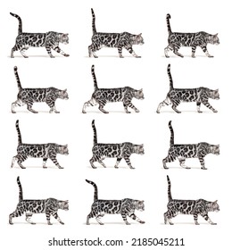 Many Position Of A Silver Bengal Cat Walking, Side View, Easy To Make A GIF