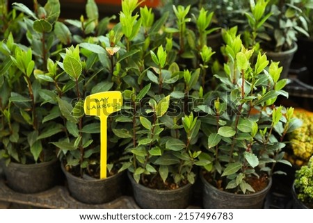 Many potted bay laurel plants on tray