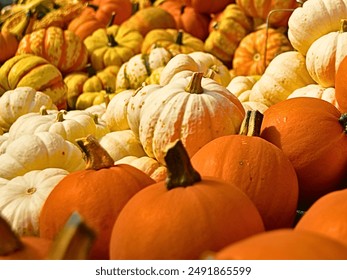 Many pumpkins close up view, Pumpkins in the market. Pile of pumpkins - Powered by Shutterstock