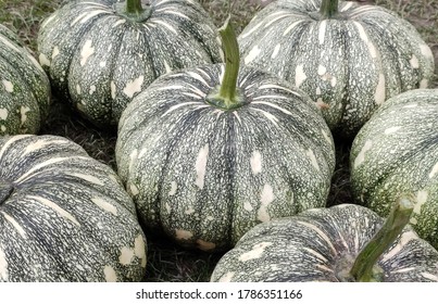 Many pumpkins in a grassy pumpkin patch.