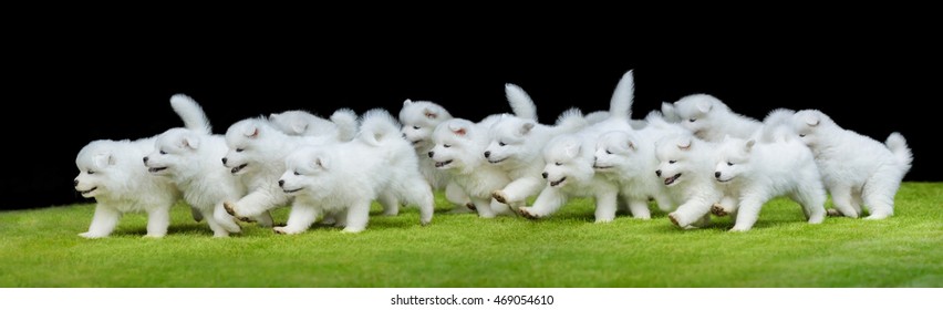 Many Puppies Of Samoyed Dog Running On Green Grass. Black Background.