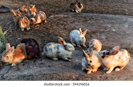 Many Rabbits Difference Color In The Garden  Nature.